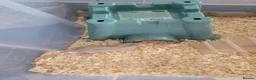 Mouse rodents for sale: Mice for sale  - Advert 8