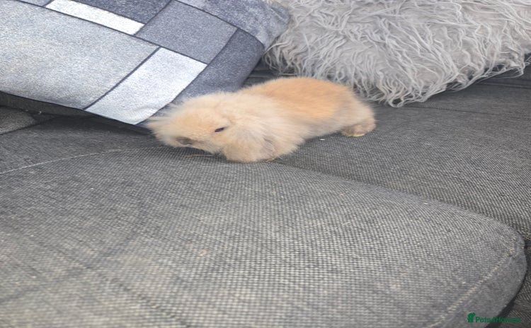 Mini Lion Lop rabbits for sale - Advert 1