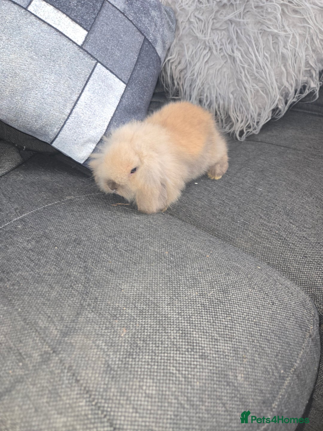 Mini Lion Lop rabbits for sale: 8 weeks Tiny MINI LION LOP BABY Boy - Image 1