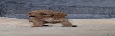 Cavapoo 1