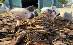 Pig livestock for sale: Stunning Mini Pigs - Image 21