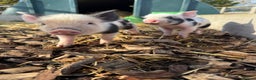 Pig livestock for sale: 🐽 Adorable Mini Pigs  🐽 - Advert 21