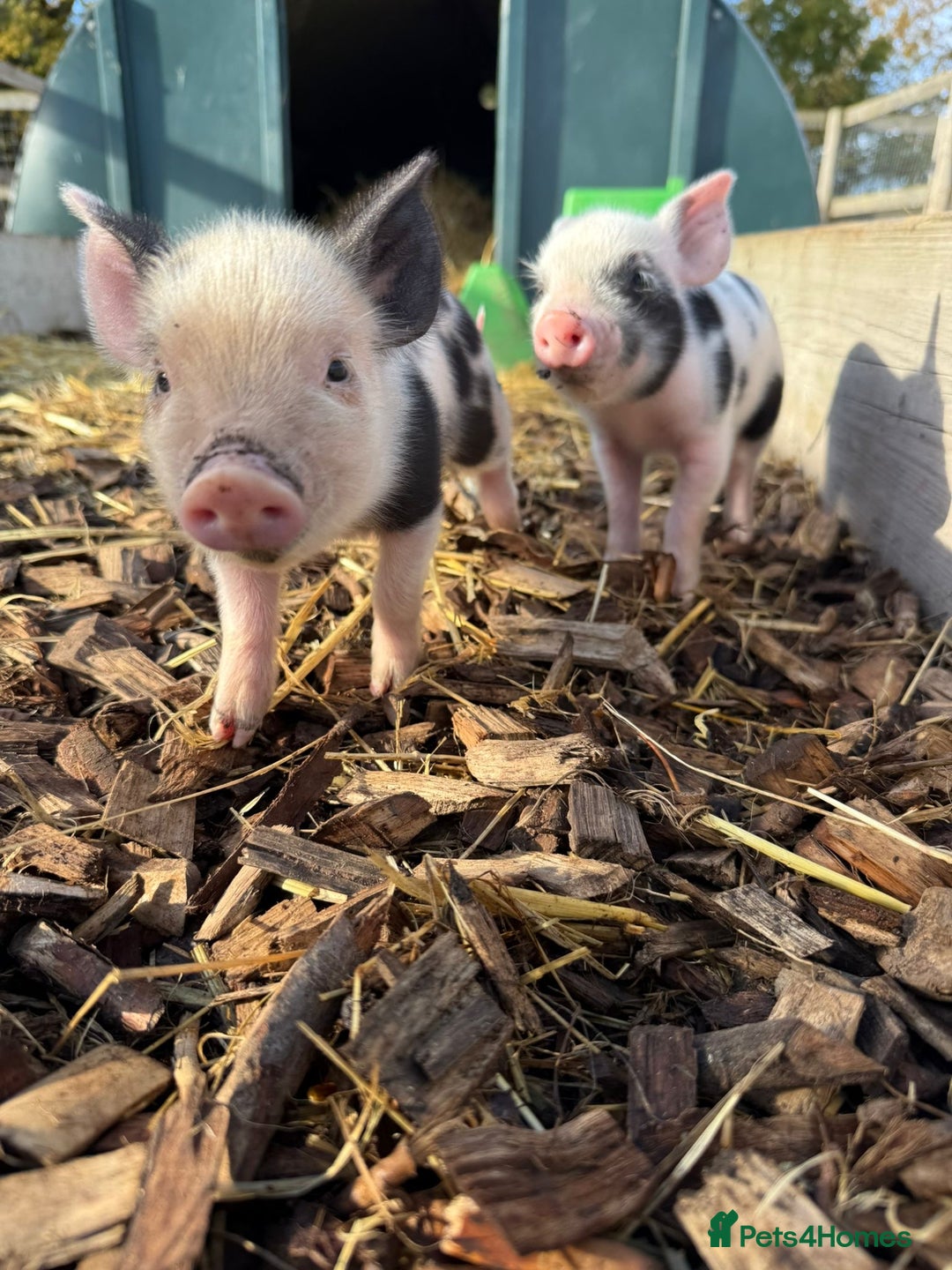 Pig livestock for sale: Stunning Mini Pigs - Image 21