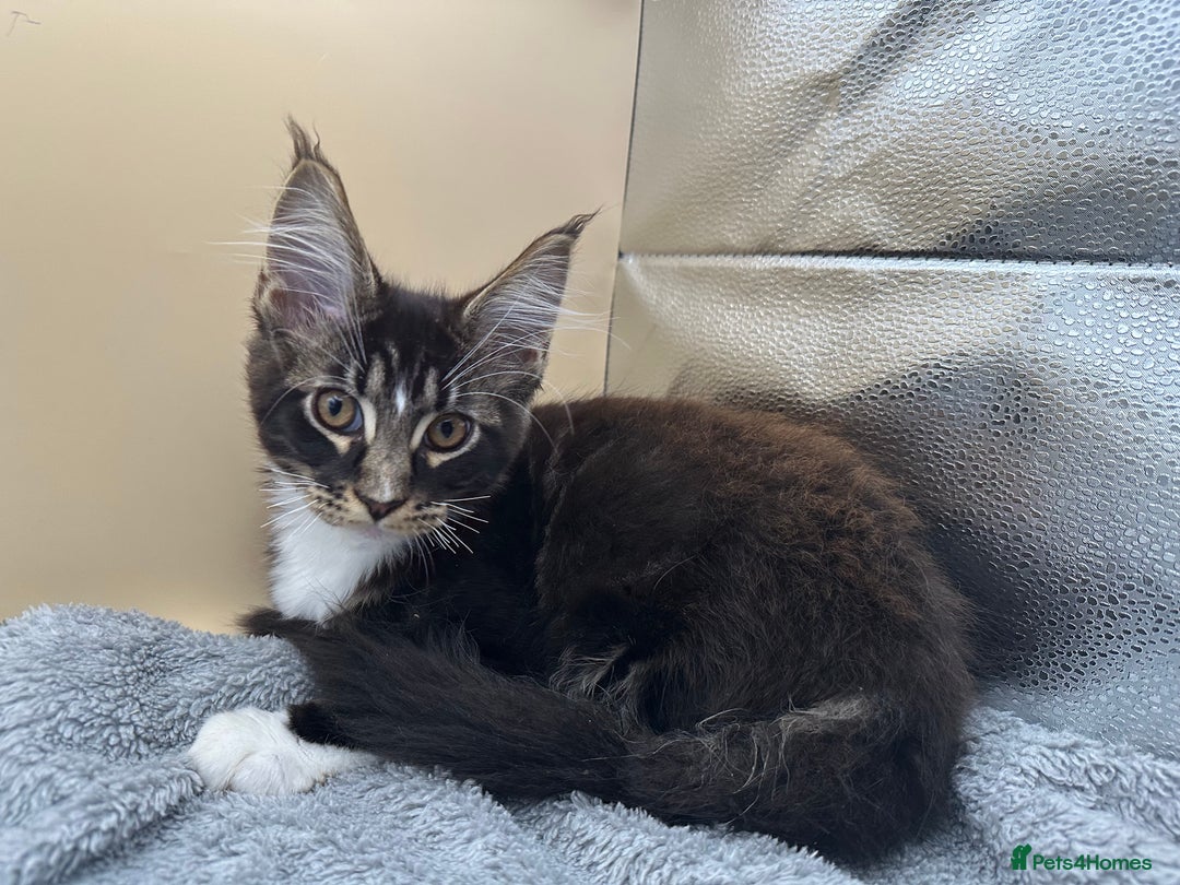 Maine Coon cats for sale: Xl mainecoon kittens full breed non reg  - Image 19