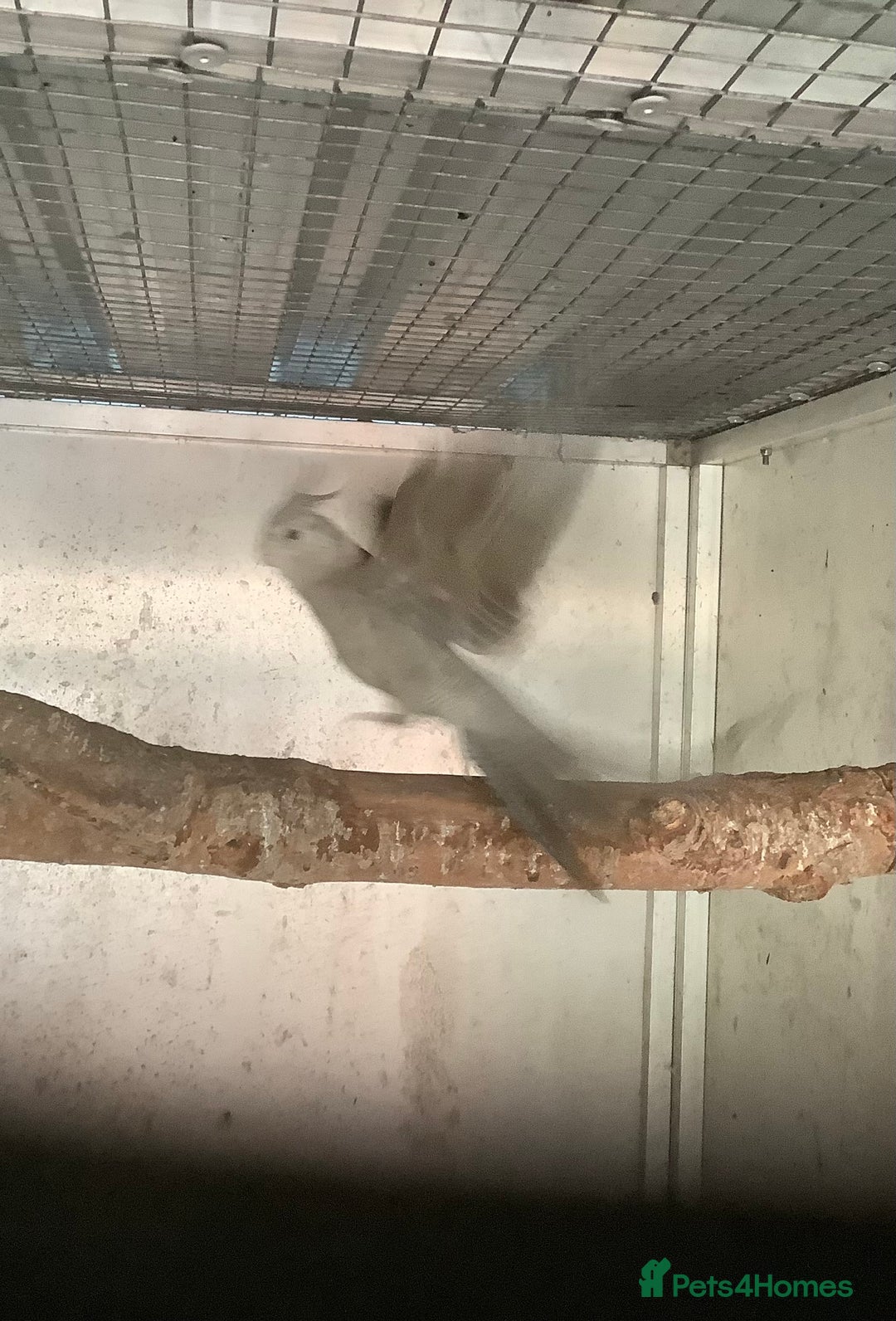 Budgerigars birds for sale: 2025 Young  Cockateils. - Advert 9