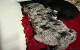 Australian Labradoodle dogs for sale: 5* health tested Australian labradoodles - Image 7