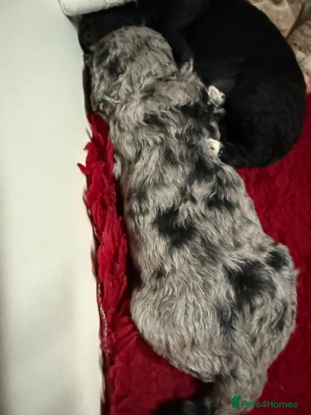 Australian Labradoodle dogs for sale: 5* health tested Australian labradoodles - Image 7