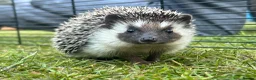 Pygmy Hedgehog rodents for sale: Male African Pygmy Hedgehog 🦔 - Advert 4