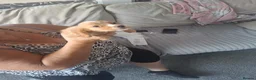 Cocker Spaniel dogs for sale: 2 girls & 2 boys cocker spaniels in Enfield - Advert 12