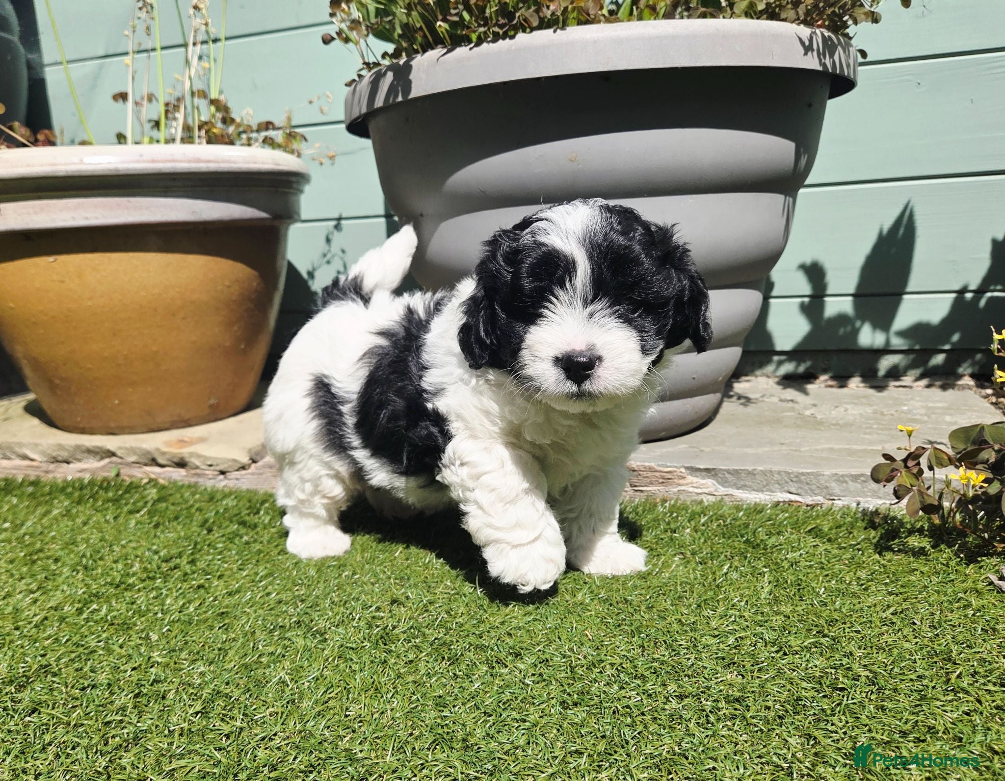 Lhasapoo dogs Stunning Lhasapoo Puppies Available.  - Advert 1