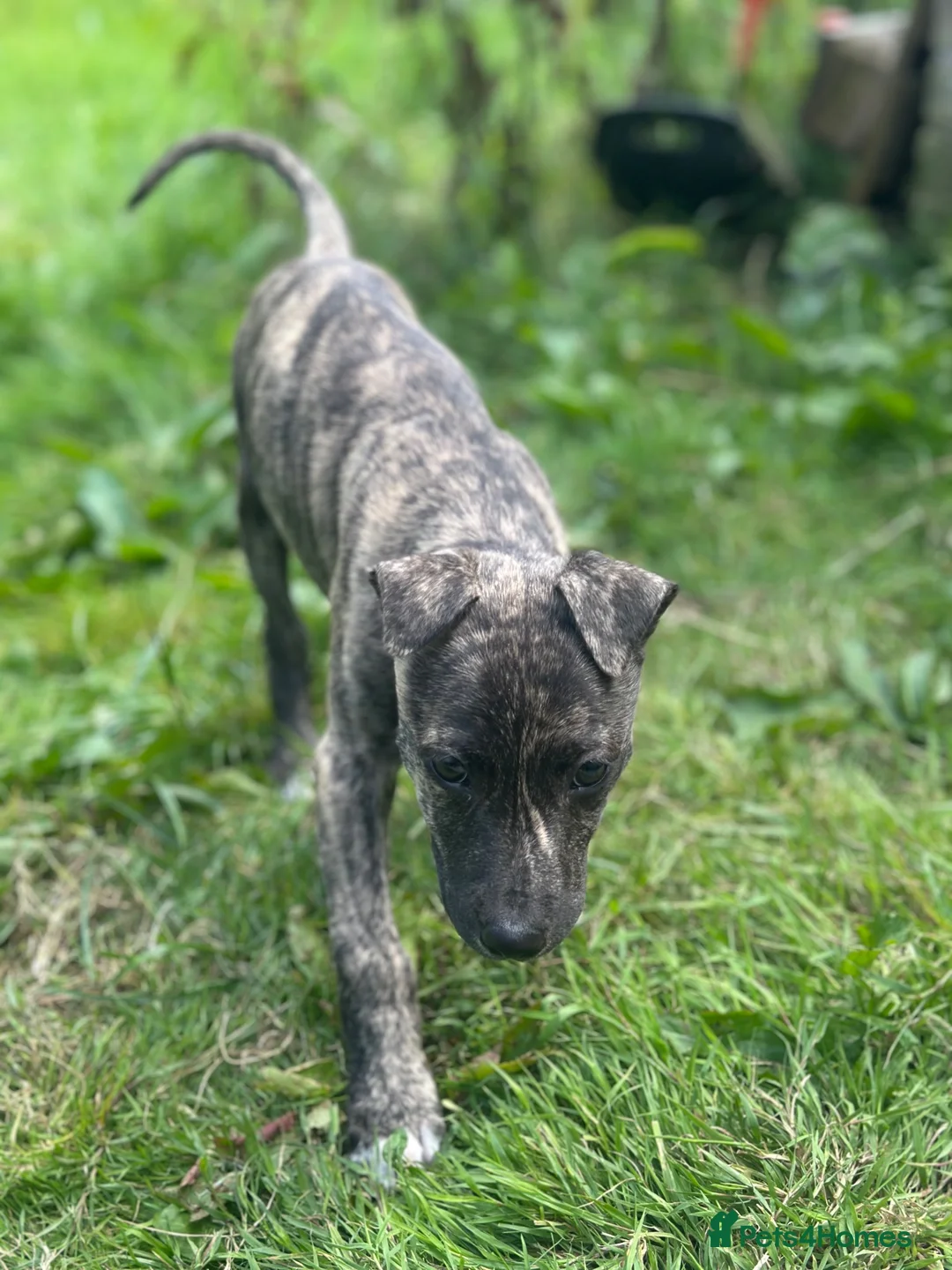 Lurcher dogs for sale: Bull greyhound puppy in Burnley - Advert 3