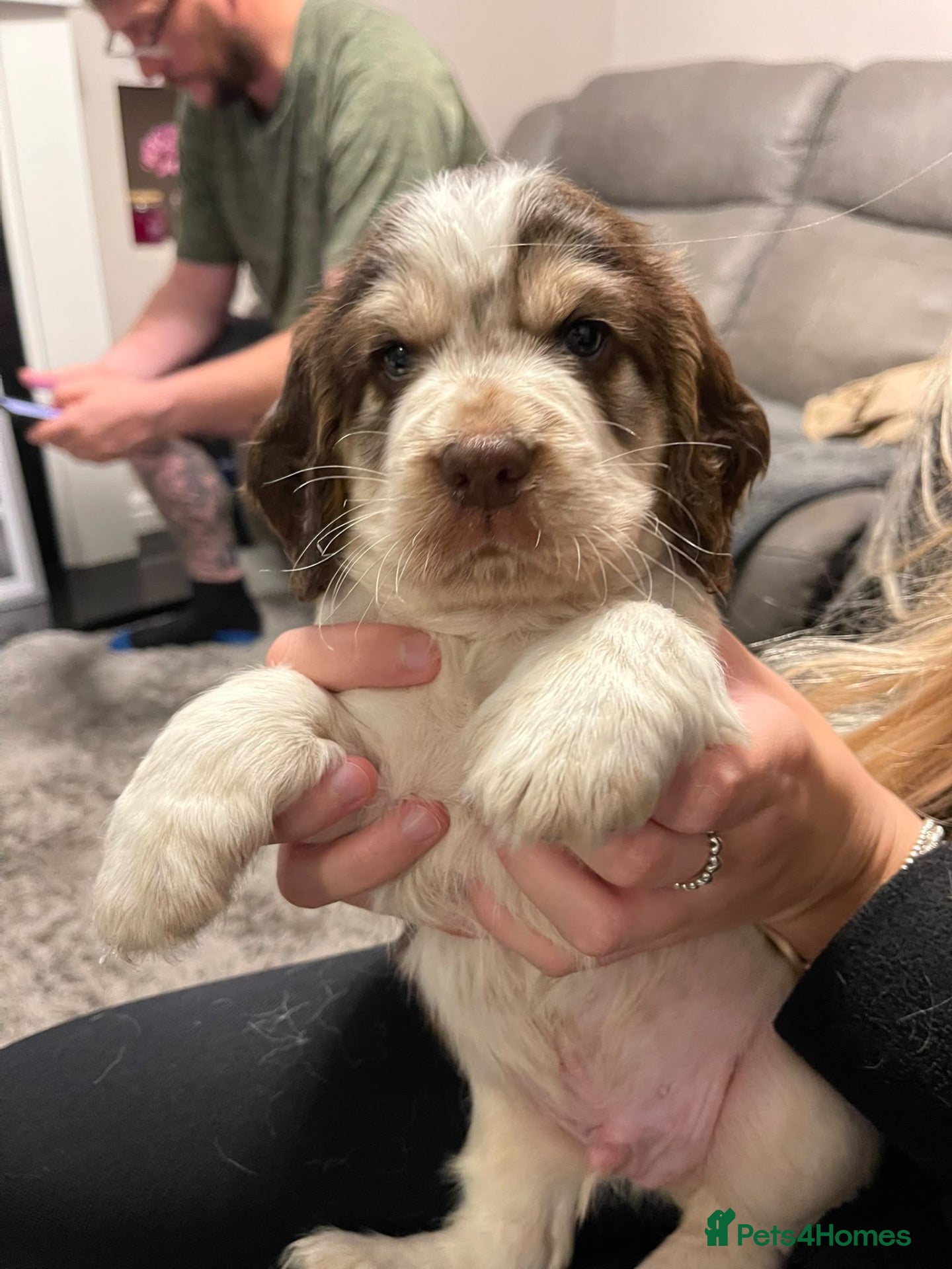 Cocker Spaniel dogs Show x Working Cocker Spaniel Puppies - Advert 16