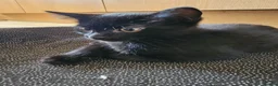 Mixed Breed cats for sale: 3 Playful Black Brother Kittens Looking for Homes - Advert 17