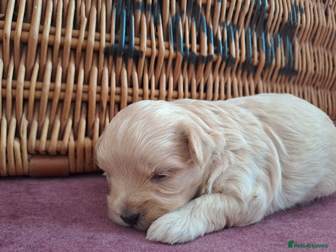 Maltipoo dogs for sale: Kc, Asian size, F1 female - Image 2
