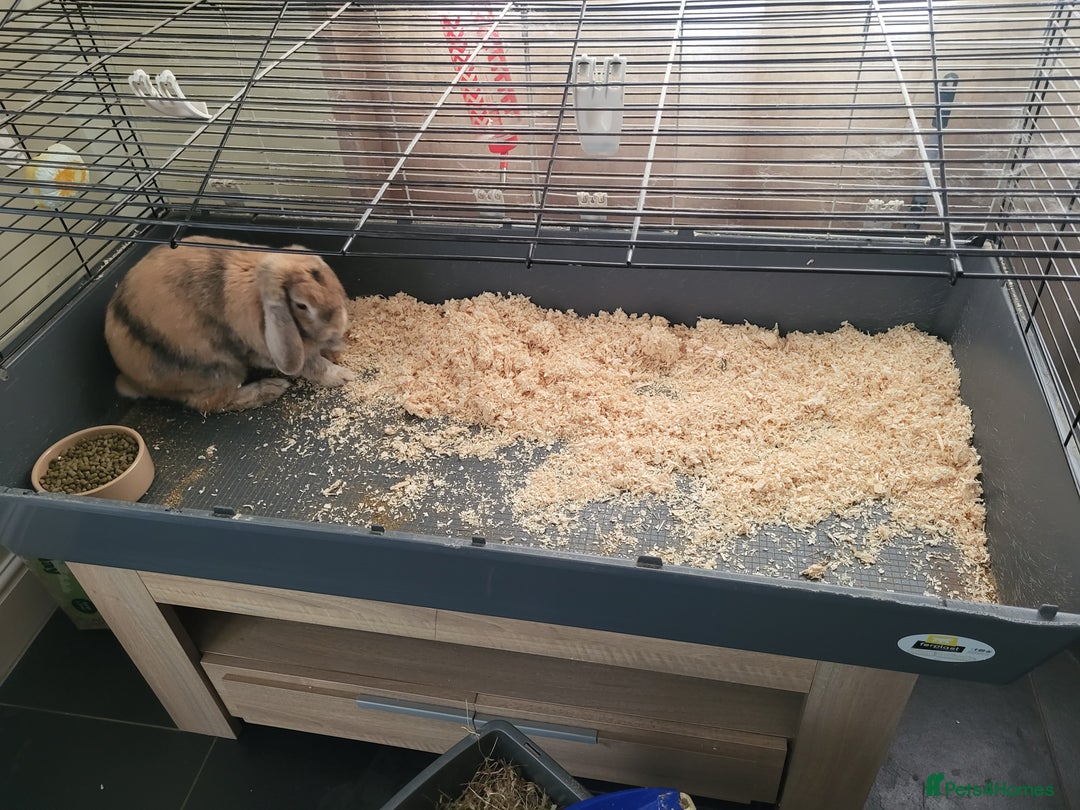 English rabbits for sale: Fluffy  - Advert 3