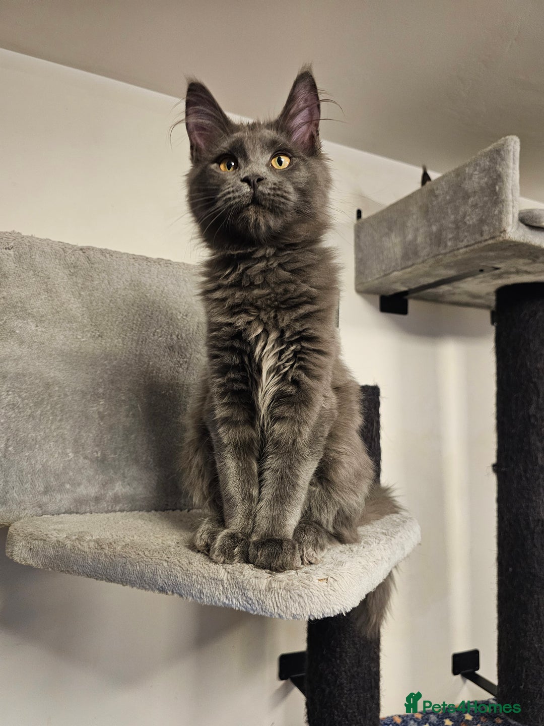 Maine Coon cats for sale: 🔥*STUNNING Litter of 6 Solid*💎*Blue Maine Coon💎 - Advert 7