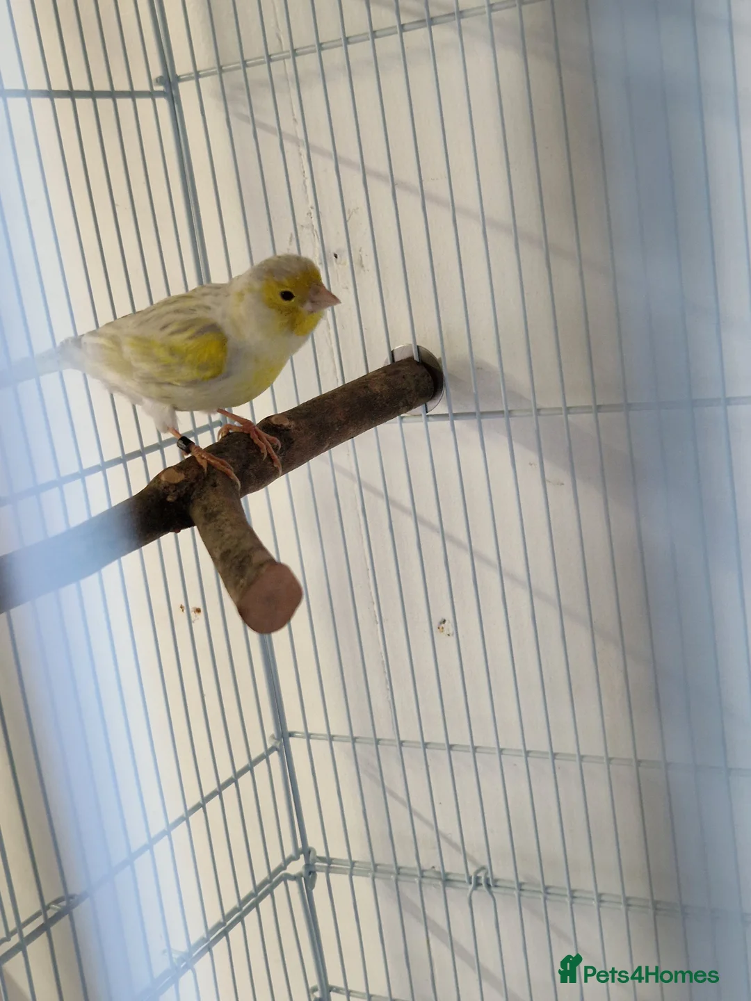 Canaries birds for sale: Fife + Opal Agage + Lizard Canaries - Advert 13