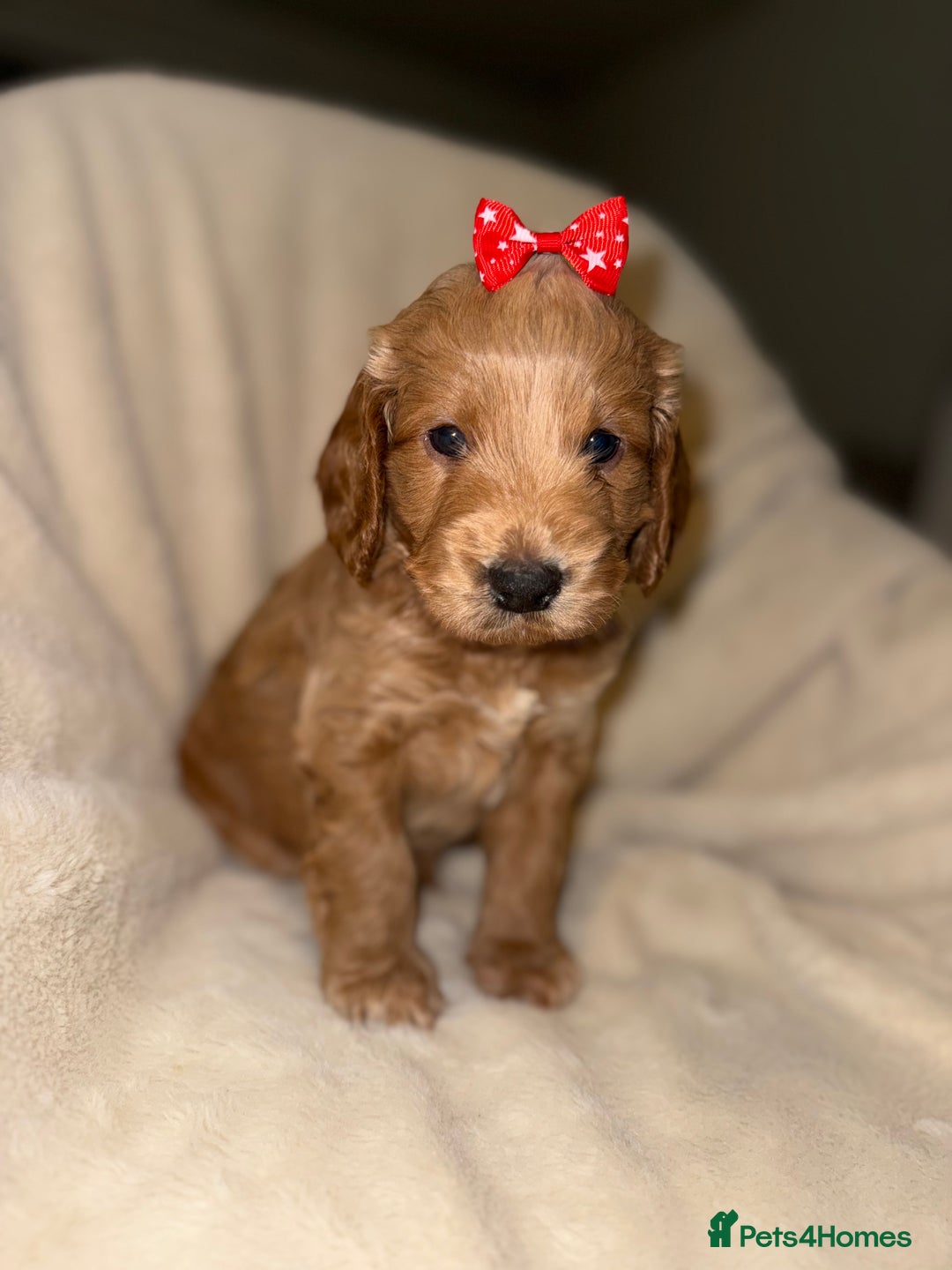 Cockapoo dogs for sale: F1 Cockapoo puppies  - Image 13