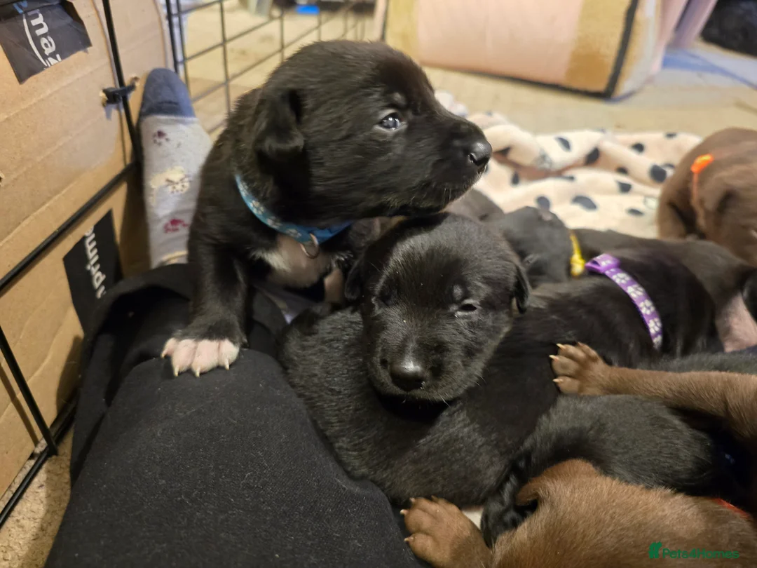 Mixed Breed dogs for sale: Doberman x Collie pups! - Advert 13