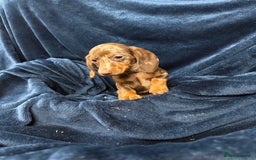 Dachshund dogs for sale: Dachshund Puppies - Image 11
