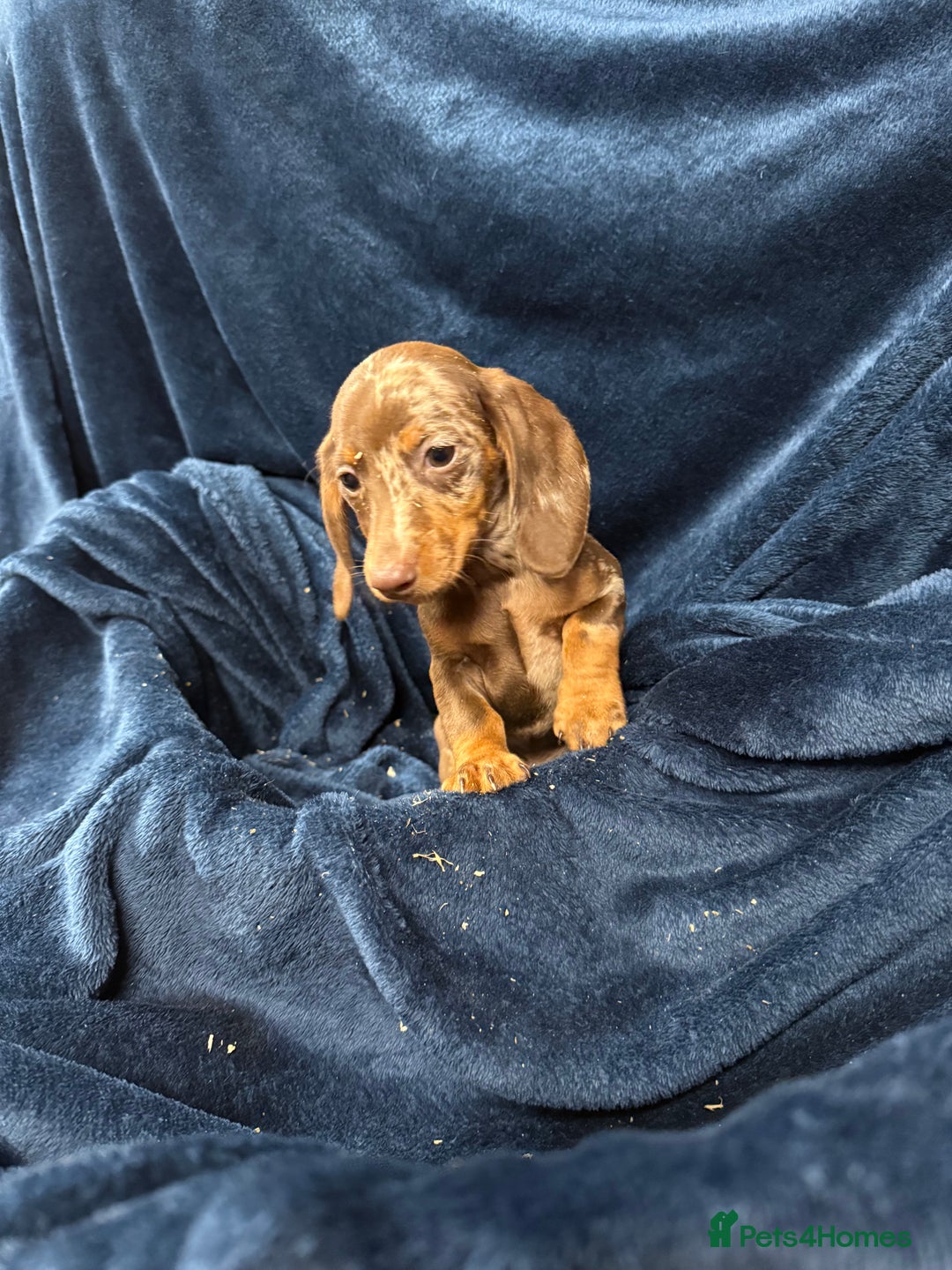 Dachshund dogs for sale: Dachshund Puppies - Image 11