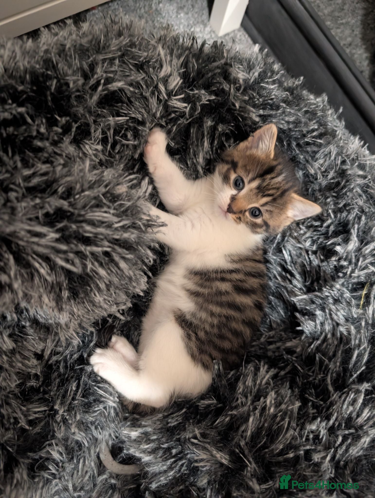 Mixed Breed cats Kitten - last girl  - Advert 1