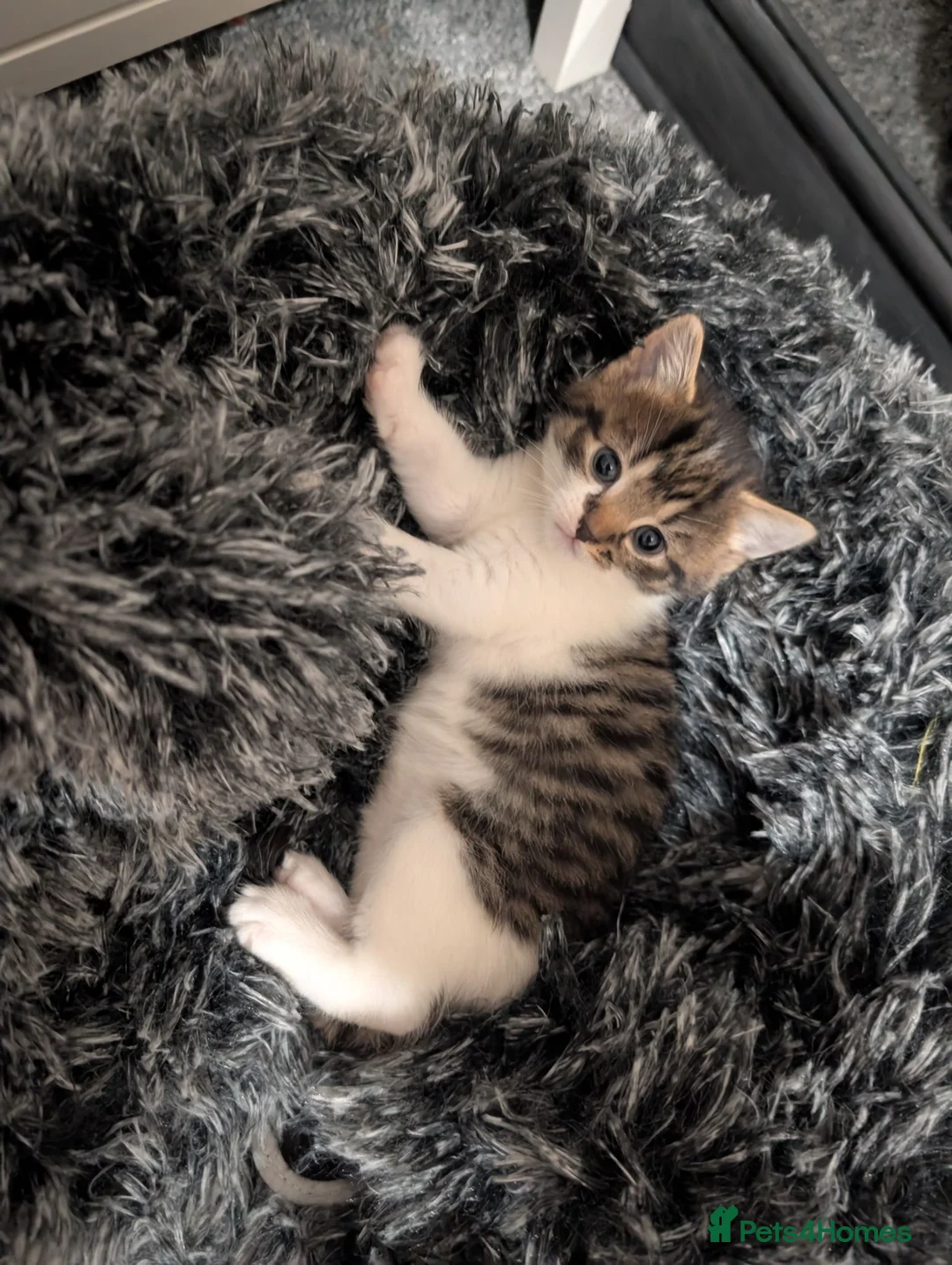 Mixed Breed cats for sale: Kitten - last girl  in Telford - Advert 1