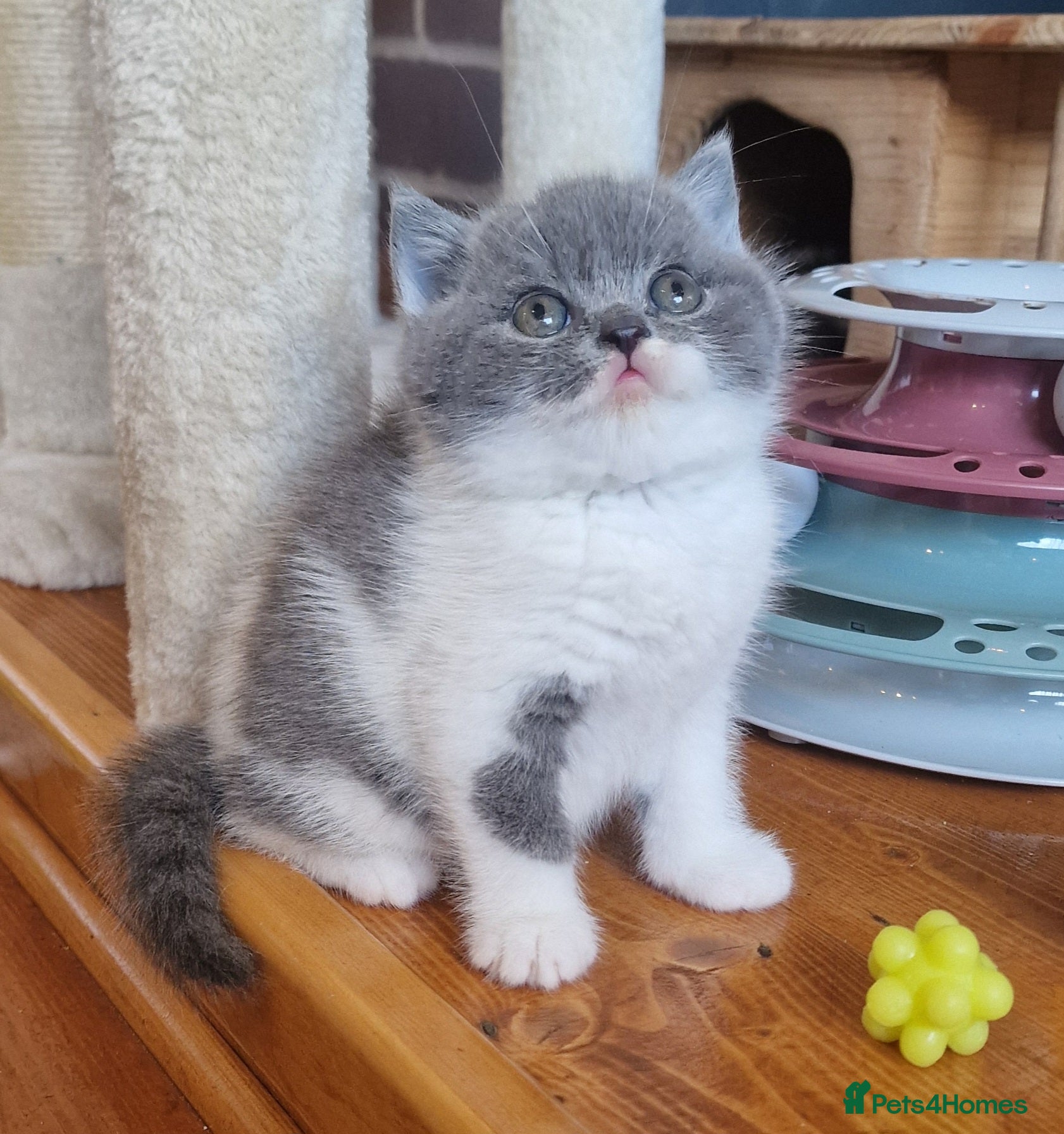 British Shorthair cats Tica reg British Shorthair kittens Champion lines - Advert 2