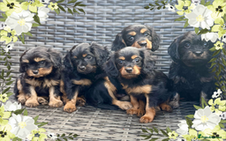 Cavapoo dogs for sale: Cavapoo rare black &tan health tested  - Image 1