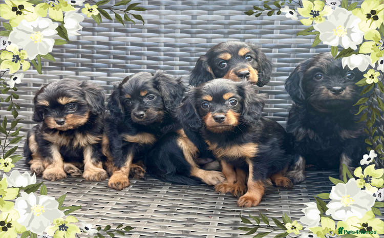 Cavapoo dogs - Advert 3
