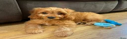 Cavapoo dogs for sale: F1 Red Cavapoo puppies ( health tested) - Advert 3