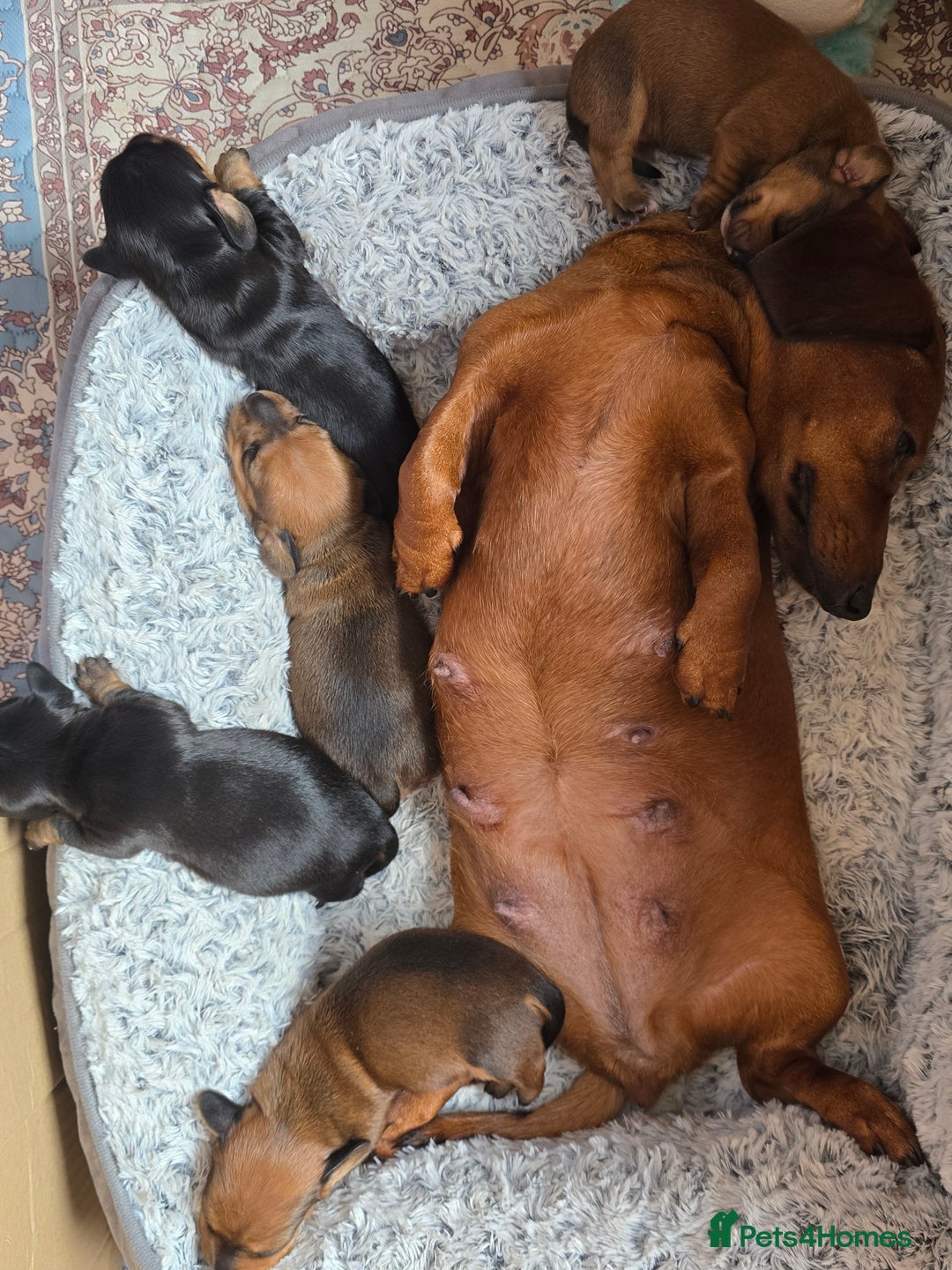 Miniature Dachshund dogs for sale: Miniature Dachshunds Seeking Forever Homes - Image 11