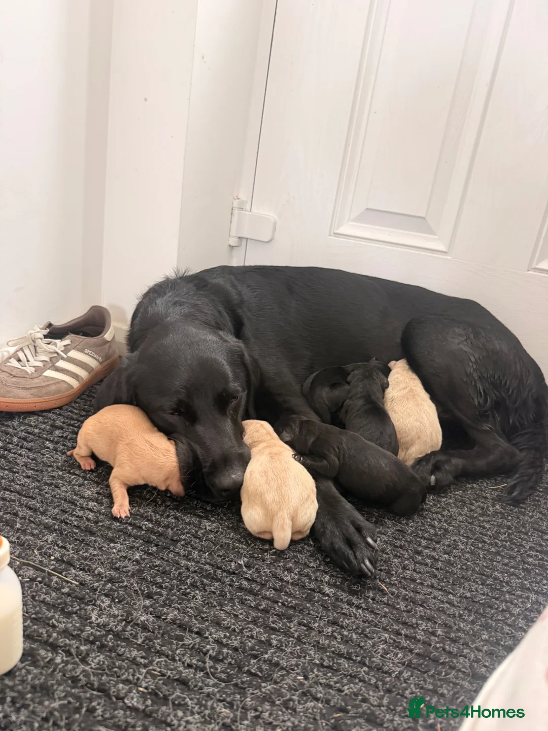 Goldador dogs for sale: Goldador Puppies - Advert 1