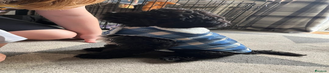 Cockapoo Puppy 1