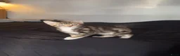 Mixed Breed cats for sale: Beautiful kitten  - Advert 2