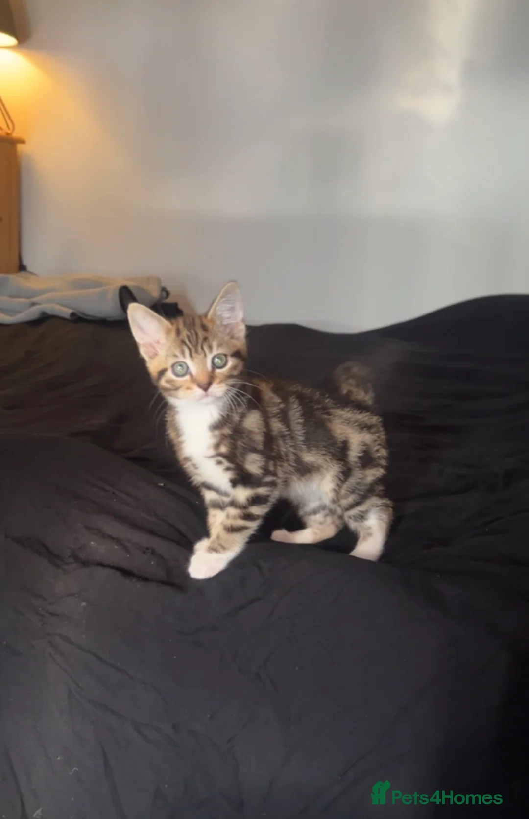 Mixed Breed cats for sale: Beautiful kitten  - Advert 2