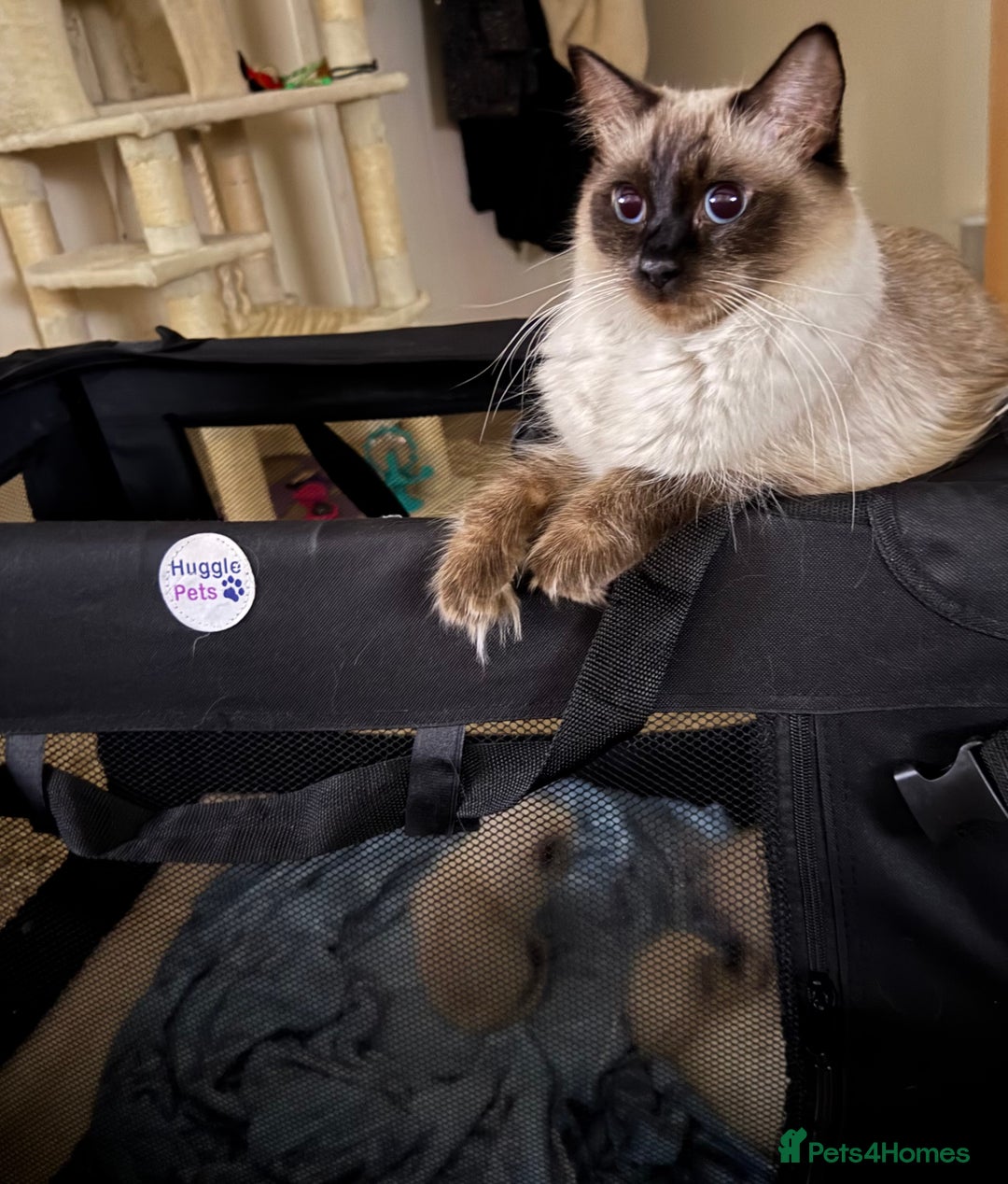 Ragdoll cats for sale: Beautiful Ragdoll Kittens - Advert 22