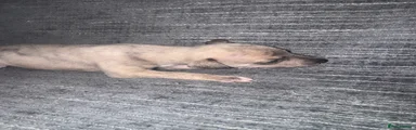 Whippet 5