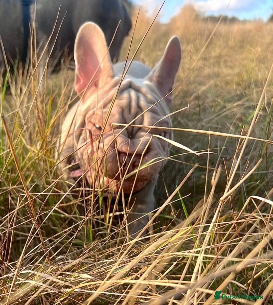 French Bulldog dogs for sale: Newshade Velvet Female Frenchie Pup - Advert 17