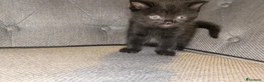 British Shorthair 2