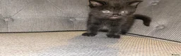 British Shorthair cats for sale: British shorthair cross kittens  - Advert 13