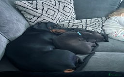 Mixed Breed dogs for sale: Lurcher x Standard Dachshund Puppies  - Image 3