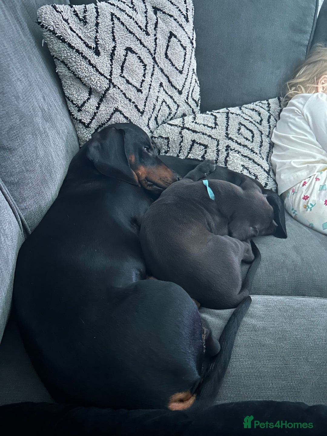 Mixed Breed dogs for sale: Lurcher x Standard Dachshund Puppies  - Image 3