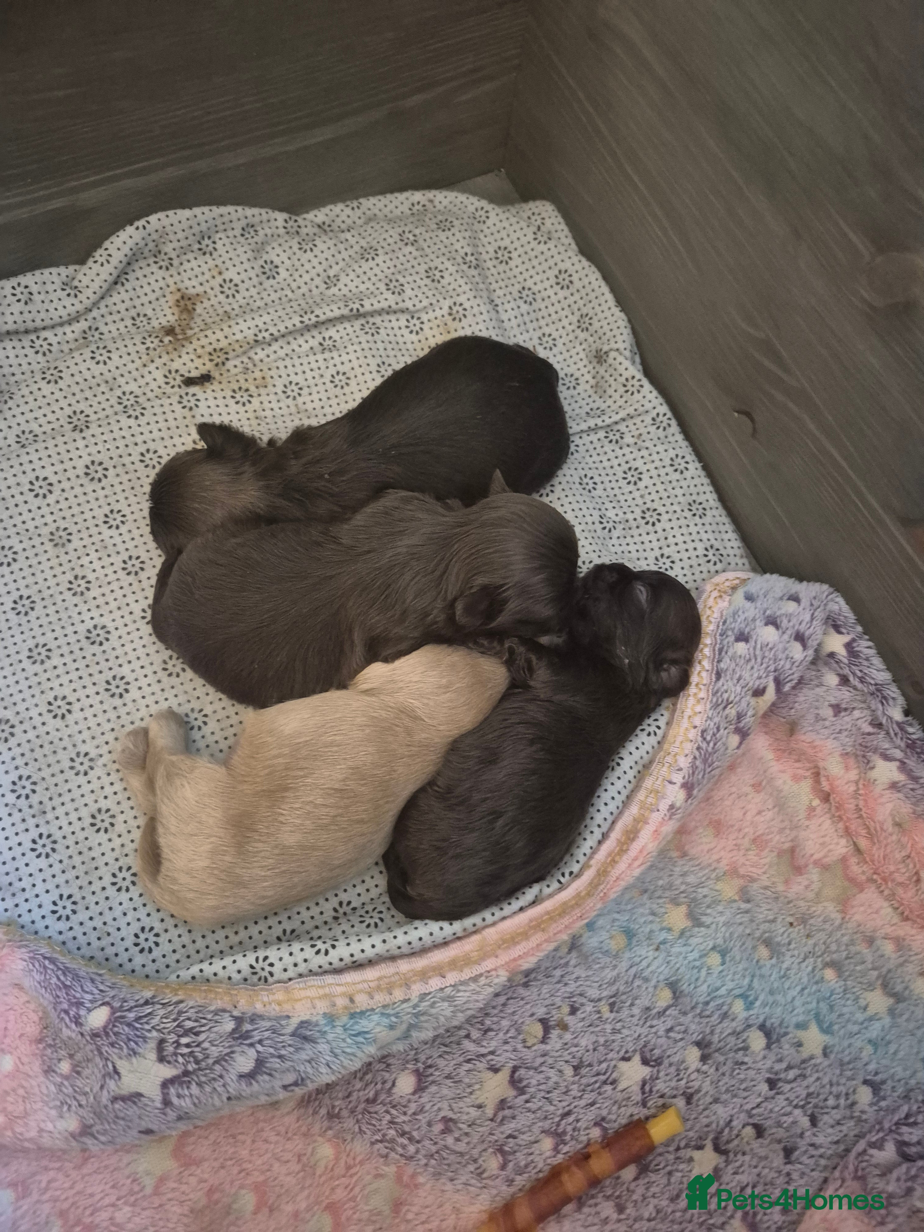 Shih Tzu dogs Shirebrook tzu pup - Advert 2