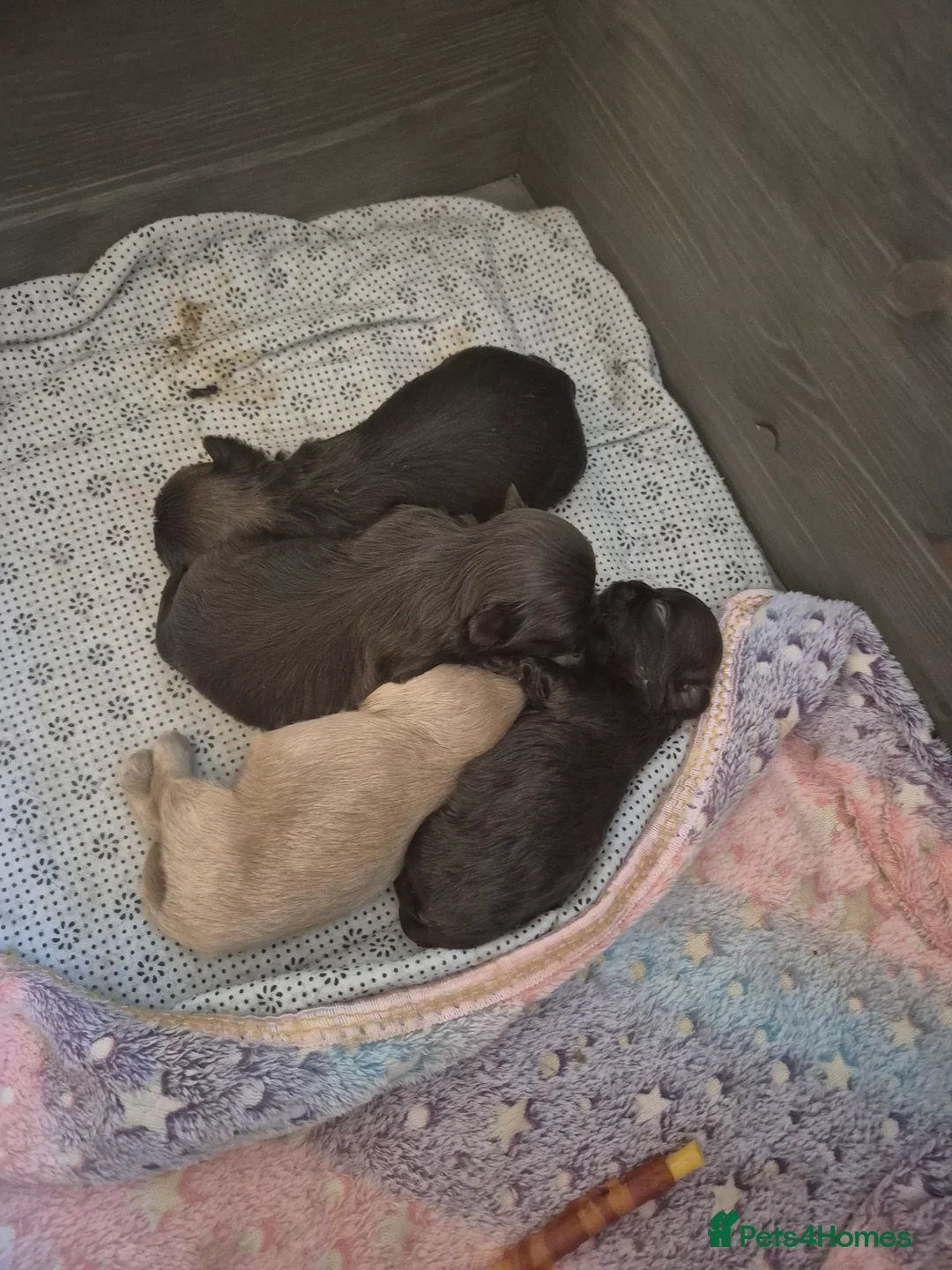 Shih Tzu dogs for sale: Shirebrook tzu pup - Advert 1