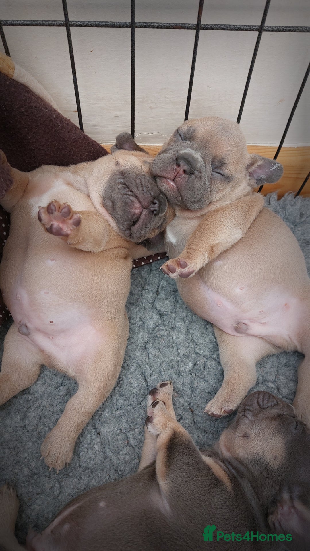French Bulldog dogs for sale: Stunning Home Reared Frenchies  - Image 3