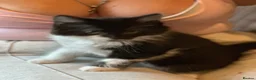 Mixed Breed cats for sale: Mixed breed Tuxedo male kitten  - Advert 8