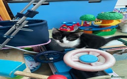 Mixed Breed cats for sale: An adorable kitten  - Image 8
