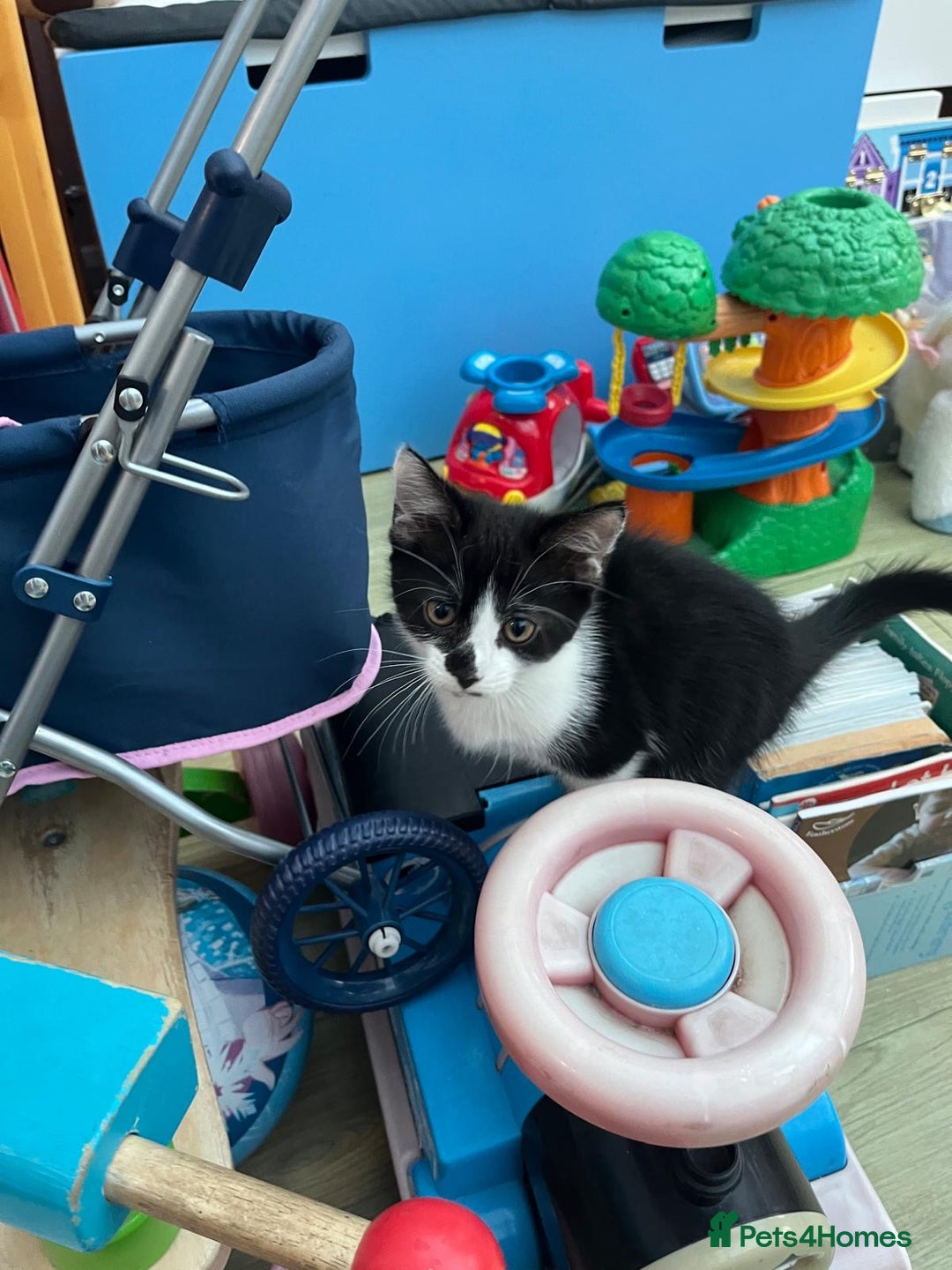 Mixed Breed cats for sale: An adorable kitten  - Image 8