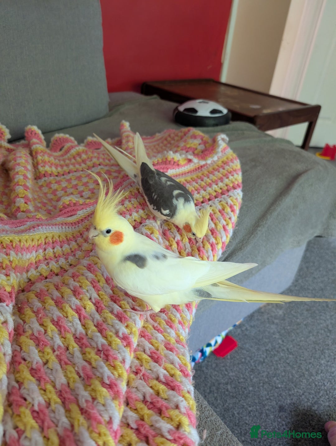 Cockatiels birds for sale: Bonded pair of cockatiels  - Image 4